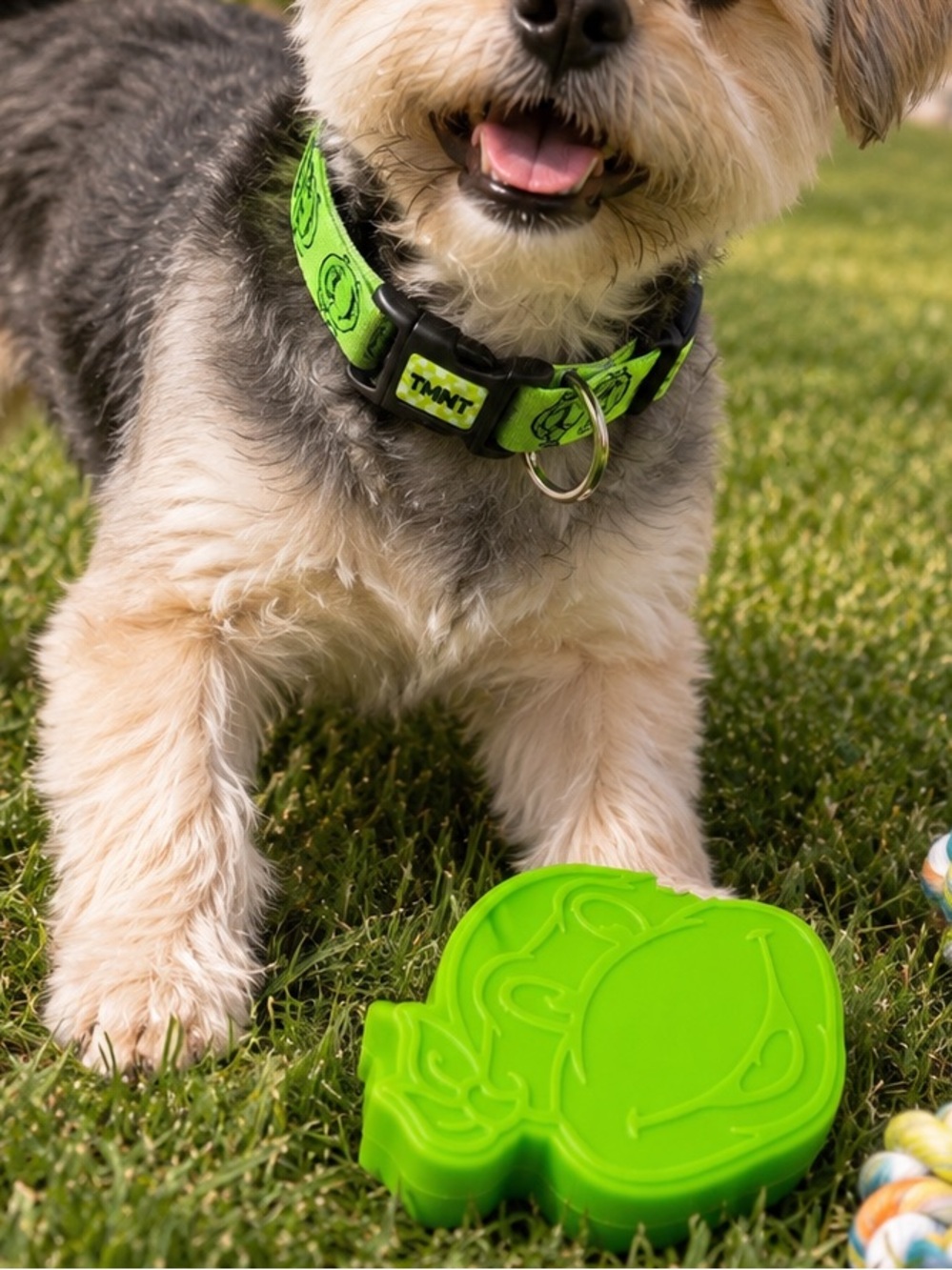 Teenage Mutant Ninja Turtles- NWT Green Pet Collar & Squeaker Toy